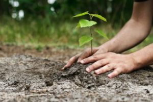 Plantarea pădurii Centenar. Ministerul Apelor şi Pădurilor au lansat o INVITAȚIE