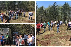 FOTO: Centenarul Marii Uniri, celebrat de avocaţi din Alba şi alte barouri din ţară, printr-o acţiune de împădurire. 100 de arbuşti, plantaţi la Hăpria