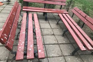 Uluitor! Cum explica SGU găinaţul care a acoperit bancile de pe Bulevardul Castanilor