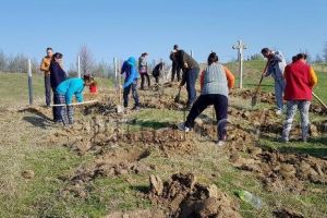 FOTO: Plantări de primăvară la Dumitreşti. O pădure de molizi se va ridica lângă Monumentul Eroilor
