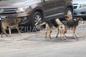 Cainii fara stapan au devenit o problema pentru administratia din Negru Voda. Prefectura a atacat HCL-ul privind activitatea de ecarisaj din localitatea de la granita cu Bulgaria