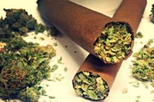 Poliţişti concediaţi, după ce şoarecii au „mâncat” jumătate de tonă de droguri