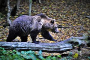 A început evaluarea populaţiilor de carnivore strict protejate