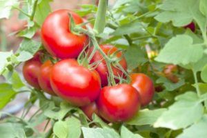 Peste 70 de legumicultori în Programul “Tomata”