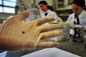 Cum procedăm în cazul muşcăturii de căpuşă