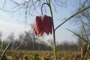 Tură cu bicicleta la Pădurea din Șes. Ce îşi propune Bike & Photo Ride