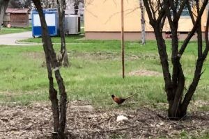 Rămaşi de fazan: Fauna Universităţii din Oradea s-a diversificat