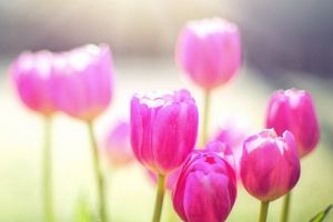 Bucurie între lalele: Bihorenii sunt invitaţi la Festivalul Primăverii, în Santăul Mic