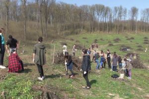 500 de puieţi plantaţi în cantonul Mihoveni, de elevi ai Colegiului „Spiru Haret”
