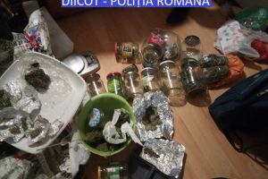 Kilograme de DROGURI găsite în casa unui ARĂDEAN. Avea de toate:  cannabis, DOB, LSD, ciuperci halucinogene