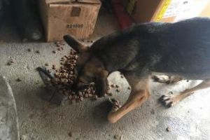 Căţeluşă de 2 ani, abandonată şi născută cu malformaţii, a fost operată cu succes la USAMV Cluj-Napoca