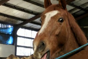 Un copil de trei ani din Ghidigeni a ajuns la spital după ce a fost lovit în cap de un cal