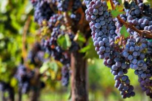 Un nou ajutor de minimis, anunţat de MADR