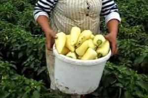 Se caută culegători de ardei pentru Olanda!