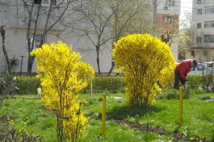 Înfloresc grădinile …
