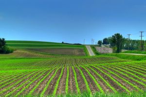 Peste 430.000 de cereri de plată pentru o suprafaţă de circa 1,3 hectare de teren agricol, depuse la APIA până în prezent