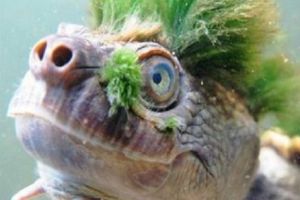 Țestoasa PUNK transmite un SOS