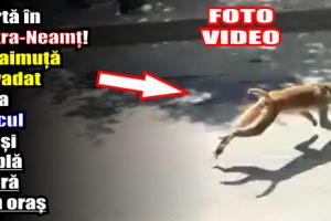 Alertă în Piatra-Neamţ! O maimuţă a evadat de la Zoo şi umblă liberă prin oraş