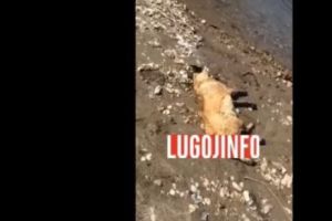 Imagini şocante. Câine omorât în chinuri de doi tineri, în Timiş