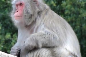 Maimuta, evadata din gradina zoologica din Piatra Neamt