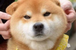 Iubitorii de câini trebuie să ştie ASTA! Patrupezii percep lucruri NEBĂNUITE despre stăpânii lor. INEDIT!