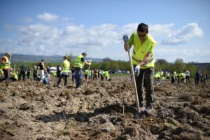 Două sute de voluntari au împădurit zece hectare de teren, la Dumbrăviţa