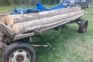 S-au ales cu dosar penal după ce au tăiat şase arbori