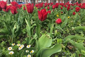Lalelele din Parcul Justitiei, ingropate printre buruieni. Robu a mustruluit Horticultura