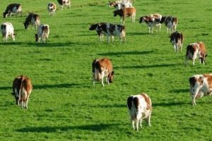 Trei păşuni din Târgu-Mureş, închiriate prin atribuire directă