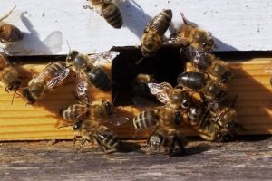 MADR schimbă regulile pentru apicultori!