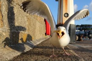 Anticoncepţionale pentru... pescăruşi: Planul unui oraş pentru a reduce numărul de păsări