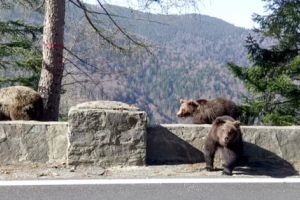 Urşii au reapărut pe Transfăgărăşan