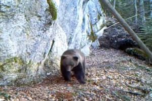 La plimbare: Un urs a fost filmat în Munţii Apuseni (VIDEO)