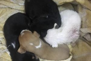 FOTO/VIDEO. Căţeluşi salvaţi de la moarte. Au fost abandonaţi într-un sac