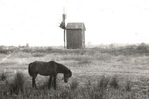 Calatori straini prin Dobrogea (CLXXXI.15) - Henry Barkley (MB - Scotia) (galerie foto)