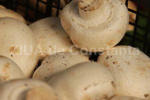 Ciupercile contin factori antibiotici naturali, ce pot lupta impotriva infectiilor