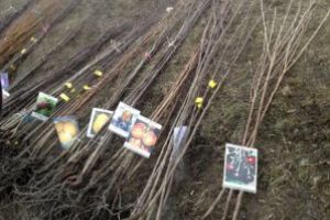 Fundaţia Comunitară Covasna începe distribuirea puieţilor de pomi fructiferi autohtoni