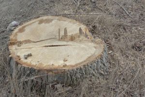 Octogenar cercetat penal după ce a tăiat şase arbori de pe propriul teren