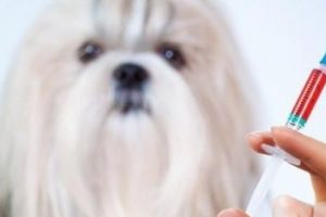 Cele mai importante vaccinuri pentru câini