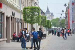Model inedit: Copaci cu coroană cubică, plantaţi pe pietonala Alecsandri din Oradea (FOTO)