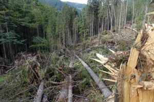 Vântul a făcut prăpăd în pădurile din zona de munte a Sucevei