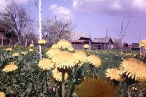 Cum va fi vremea in Maramures in perioada 16 – 29 aprilie