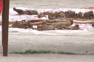 DÂMBOVIȚA: Un schelet a fost găsit într-o curte de muncitorii care săpau la o canalizare