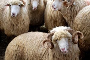 Veste excelentă de la APIA pentru crescătorii de animale!