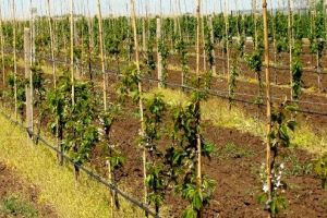 Sfaturi pentru o altoire eficientă a pomilor fructiferi