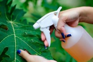 Pesticid organic, natural, din coji de portocală