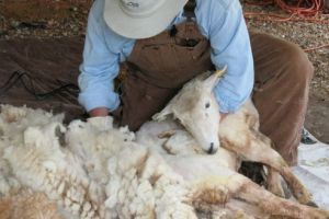 Primul centru de colectare a lânii de oaie a fost înfiinţat în judeţ