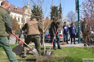 Sute de copaci şi mii de fire de gard viu, plantaţi în oraş