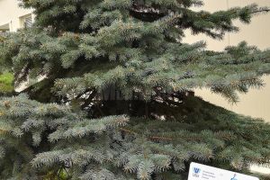 Arbori şi arbuşti din campusul Universităţii, etichetaţi de studenţi de la Silvicultură