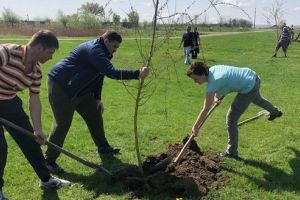 FOTO: 300 de arbori ornamentali, plantaţi în Cristeşti